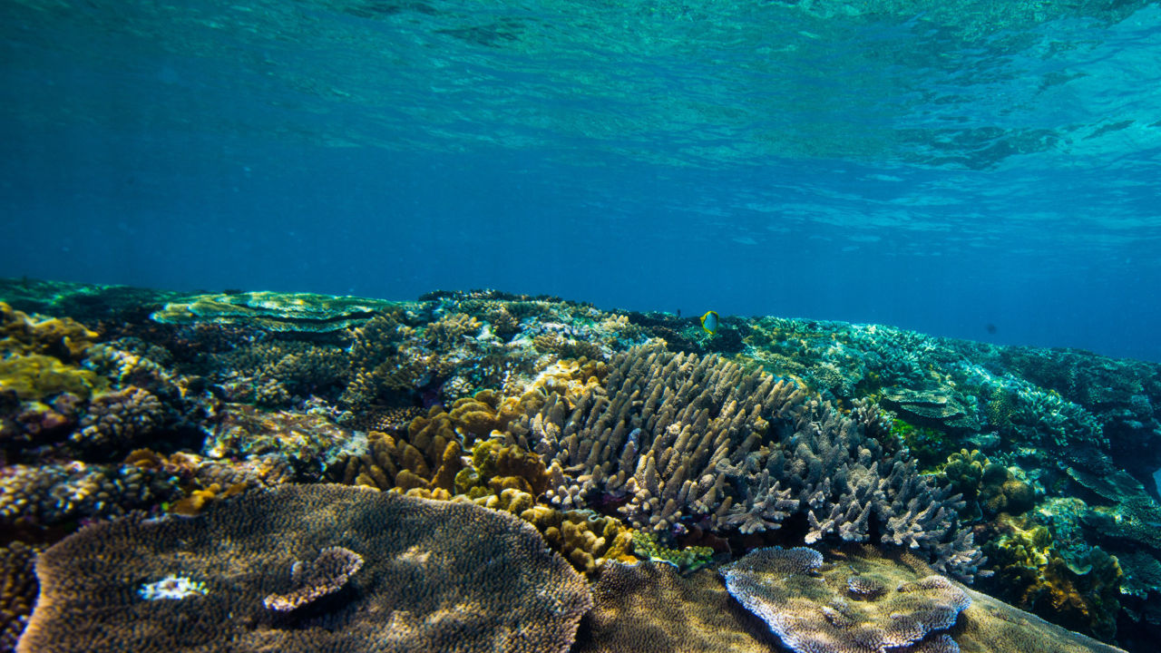 Resilient Reefs