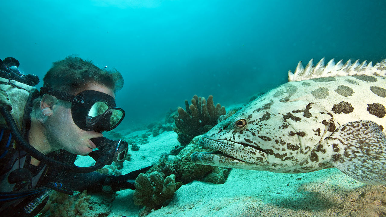 Leading UQ marine ecologist appointed Chief Scientist of Great Barrier Reef Foundation