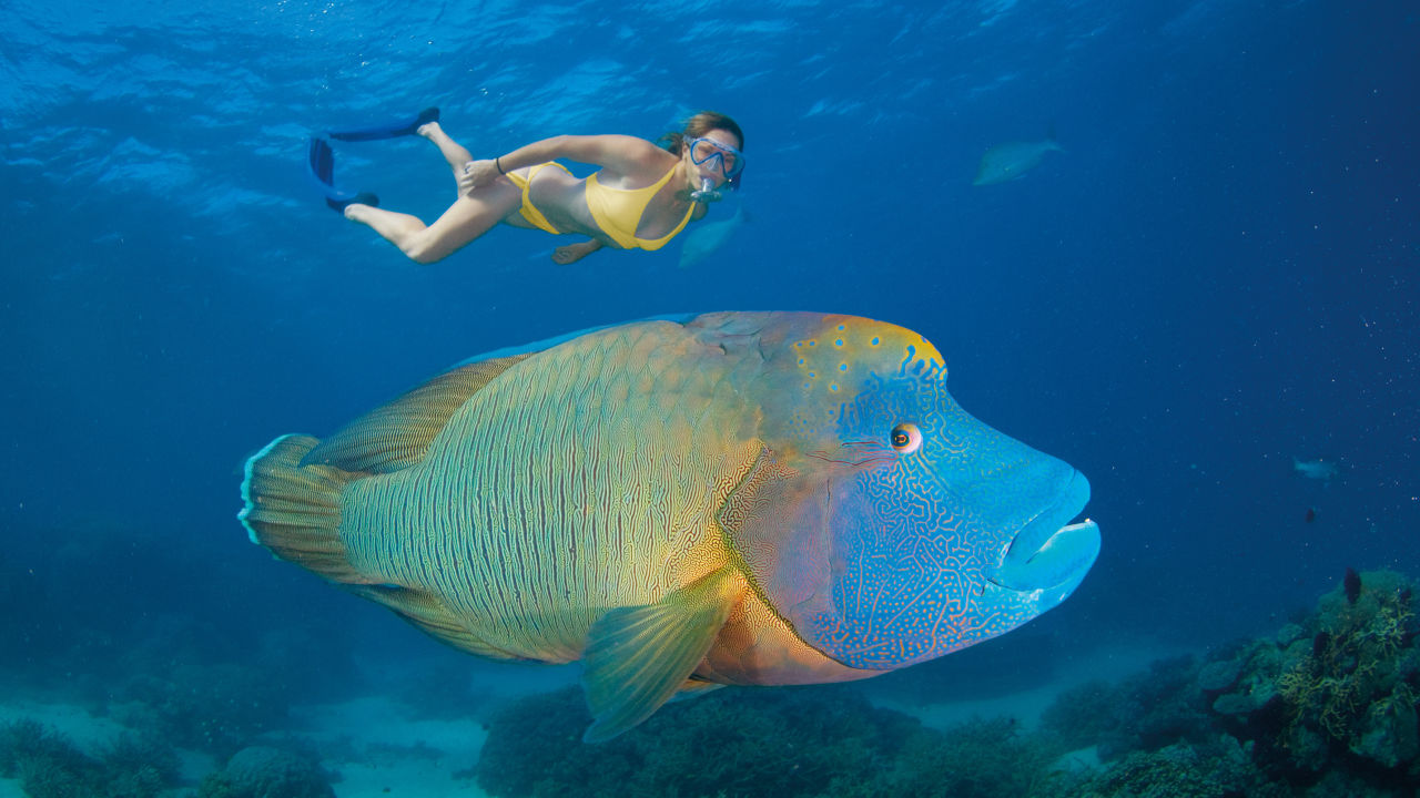 Maori Wrasse