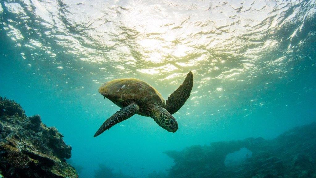 $10 million boost to create island climate refuges for Great Barrier Reef 