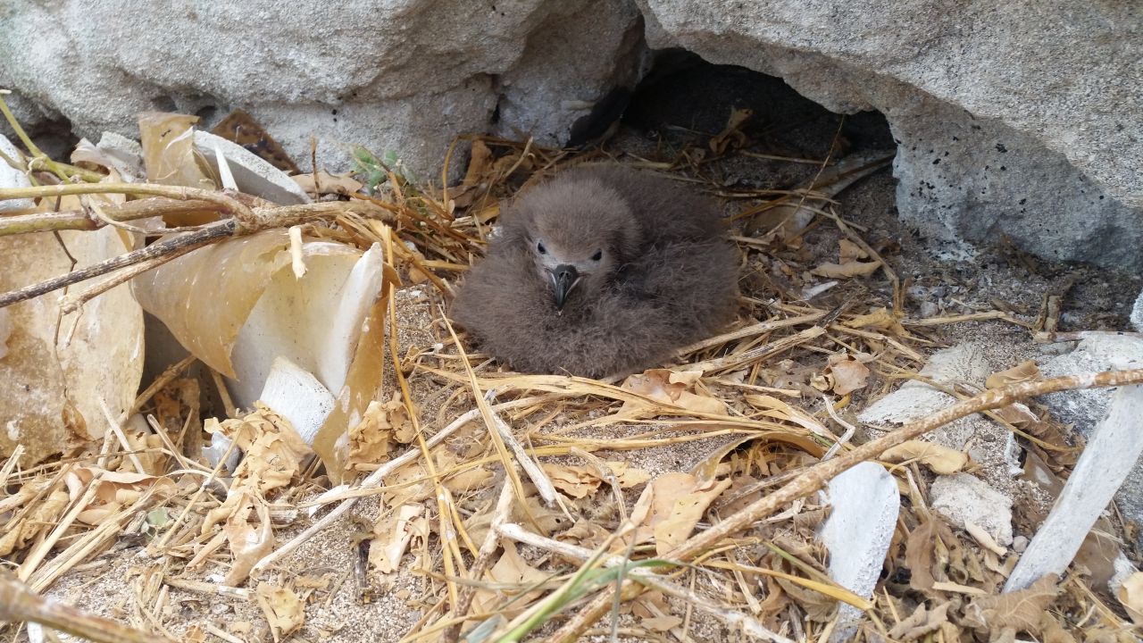 ​Endangered seabird discovery on Raine Island breaks 30 year record