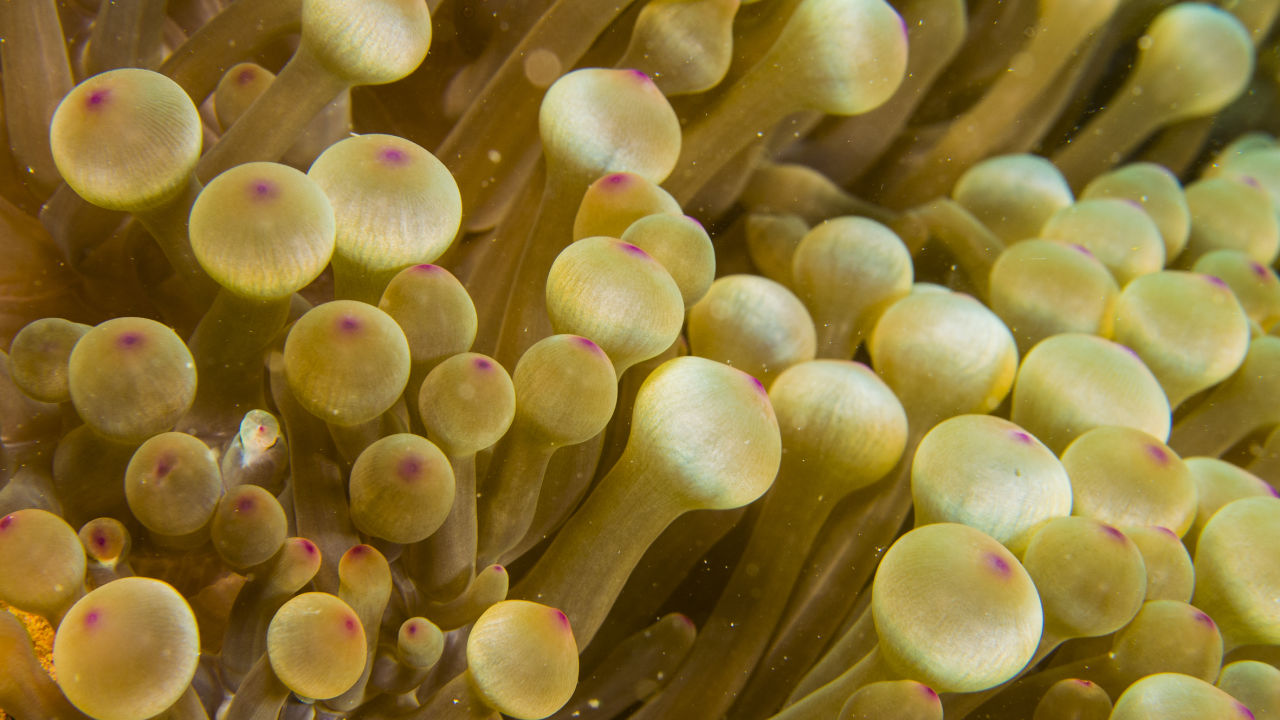 Bulb Tentacle Sea Anemone​