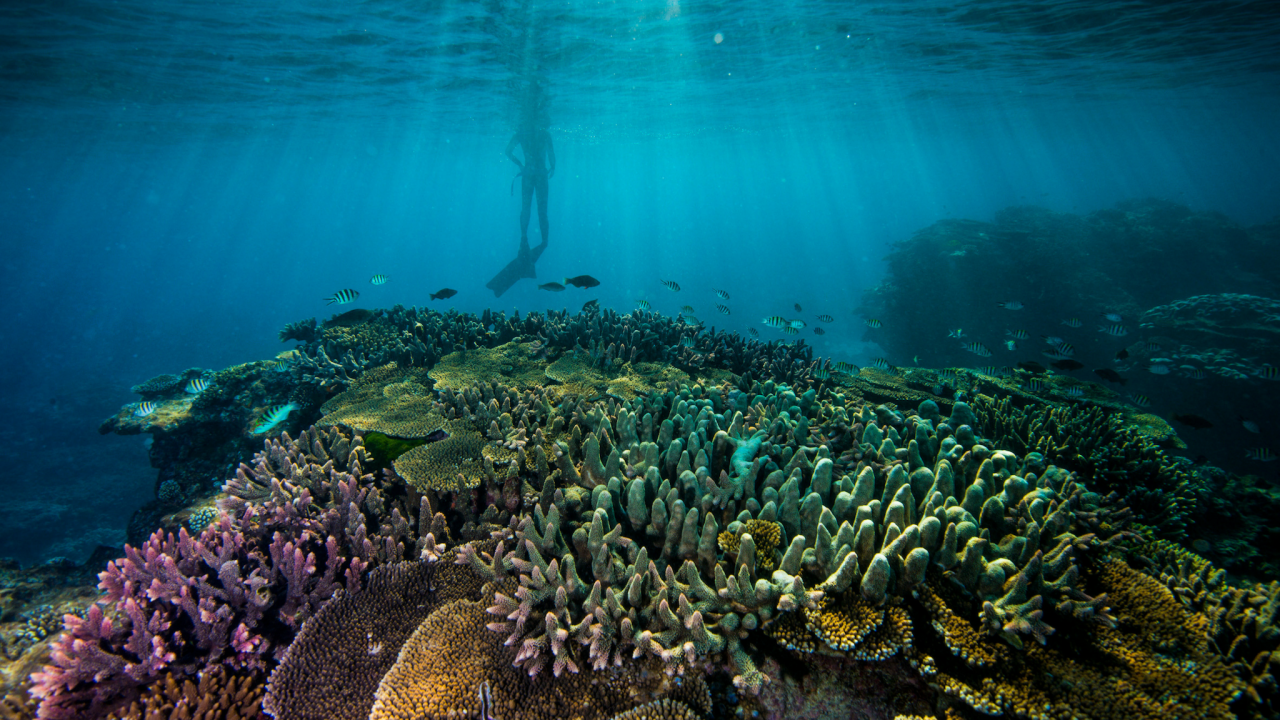 Biodiversity on the Reef