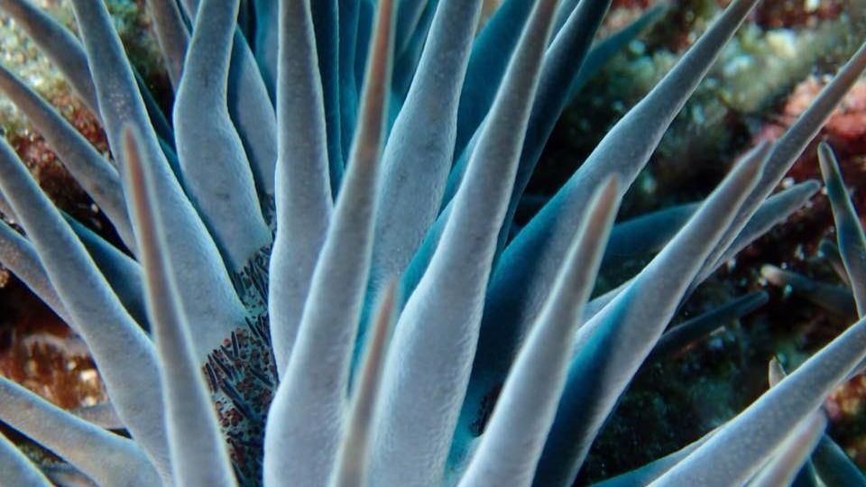 Crown of thorns starfish