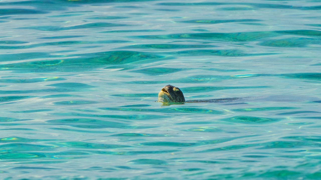 Environment Minister unveils new turtle-cam Raine Island Recovery Project