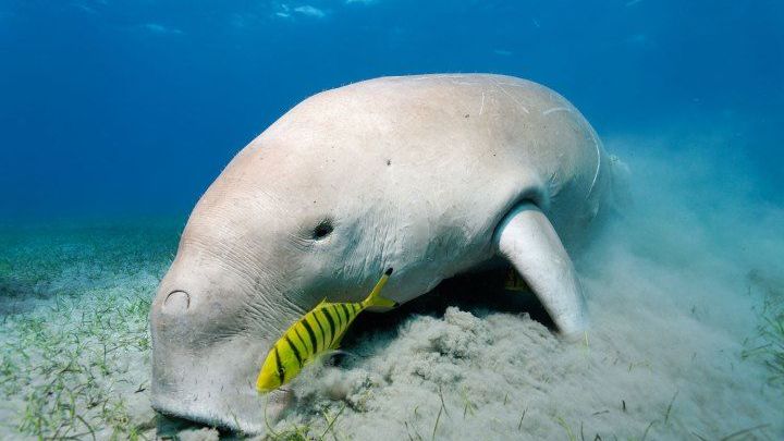 Dugong facts