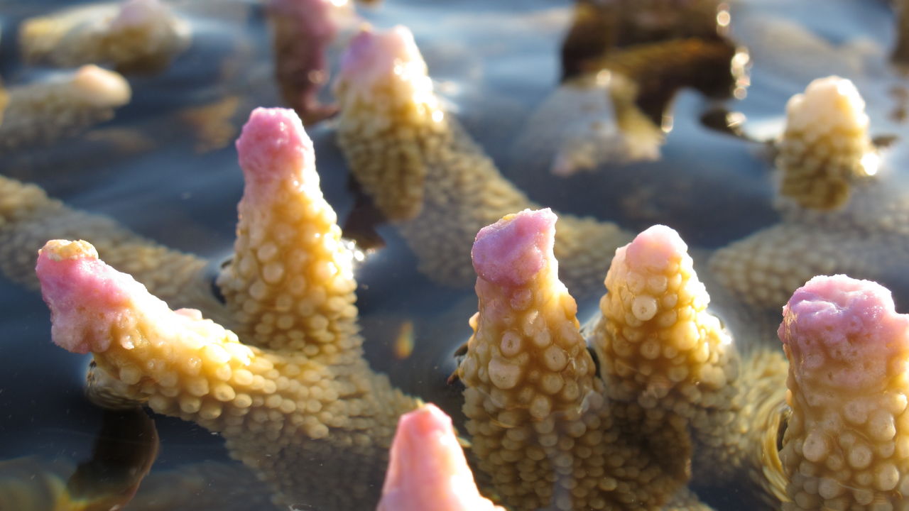 Second wave of mass bleaching unfolding on Great Barrier Reef