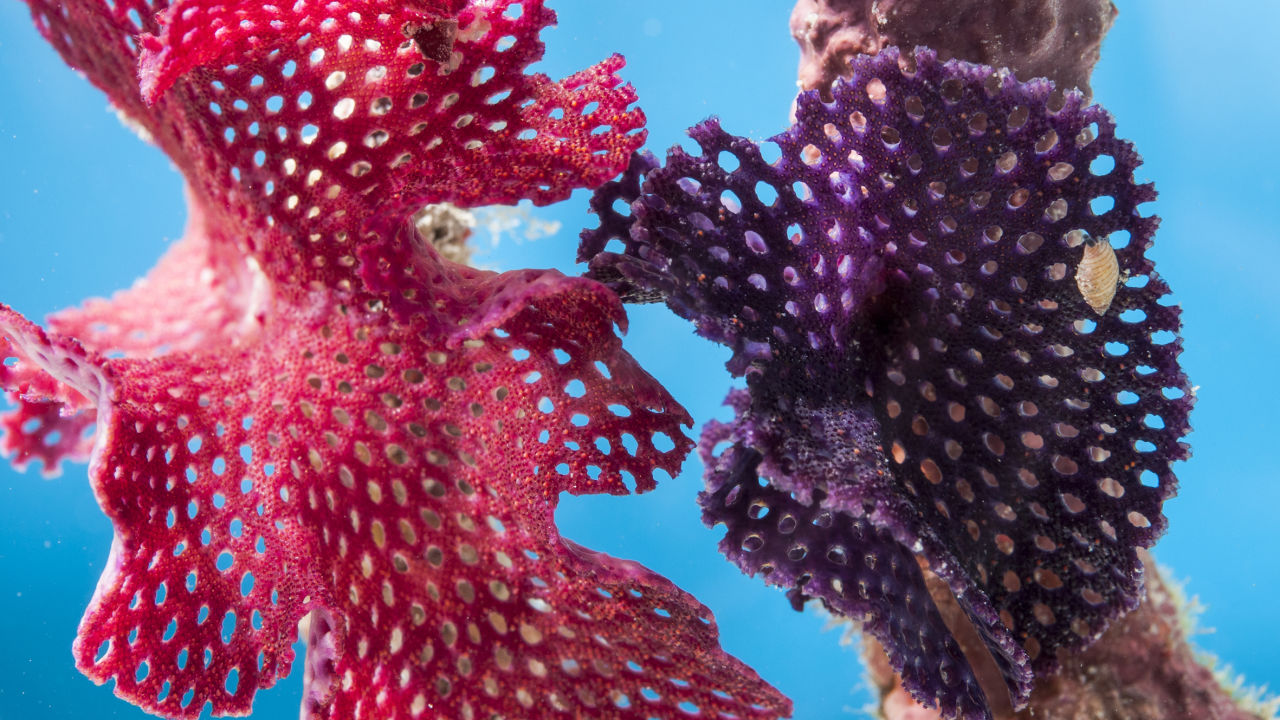 Purple Bryozoa