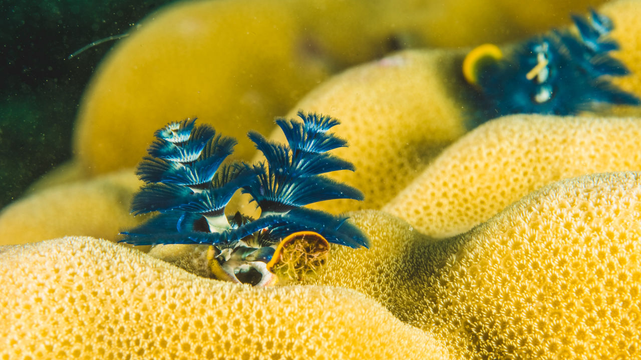 Christmas tree worms