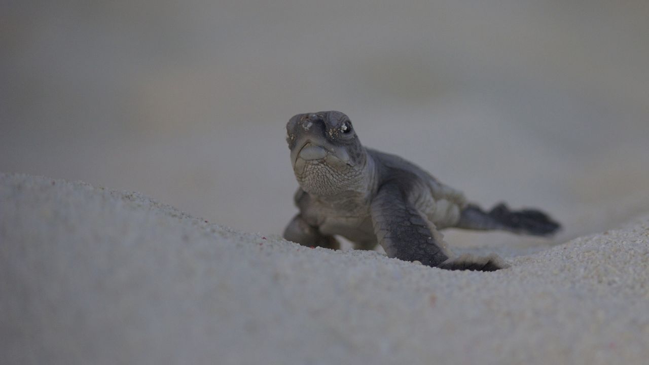 Green turtle hatchling