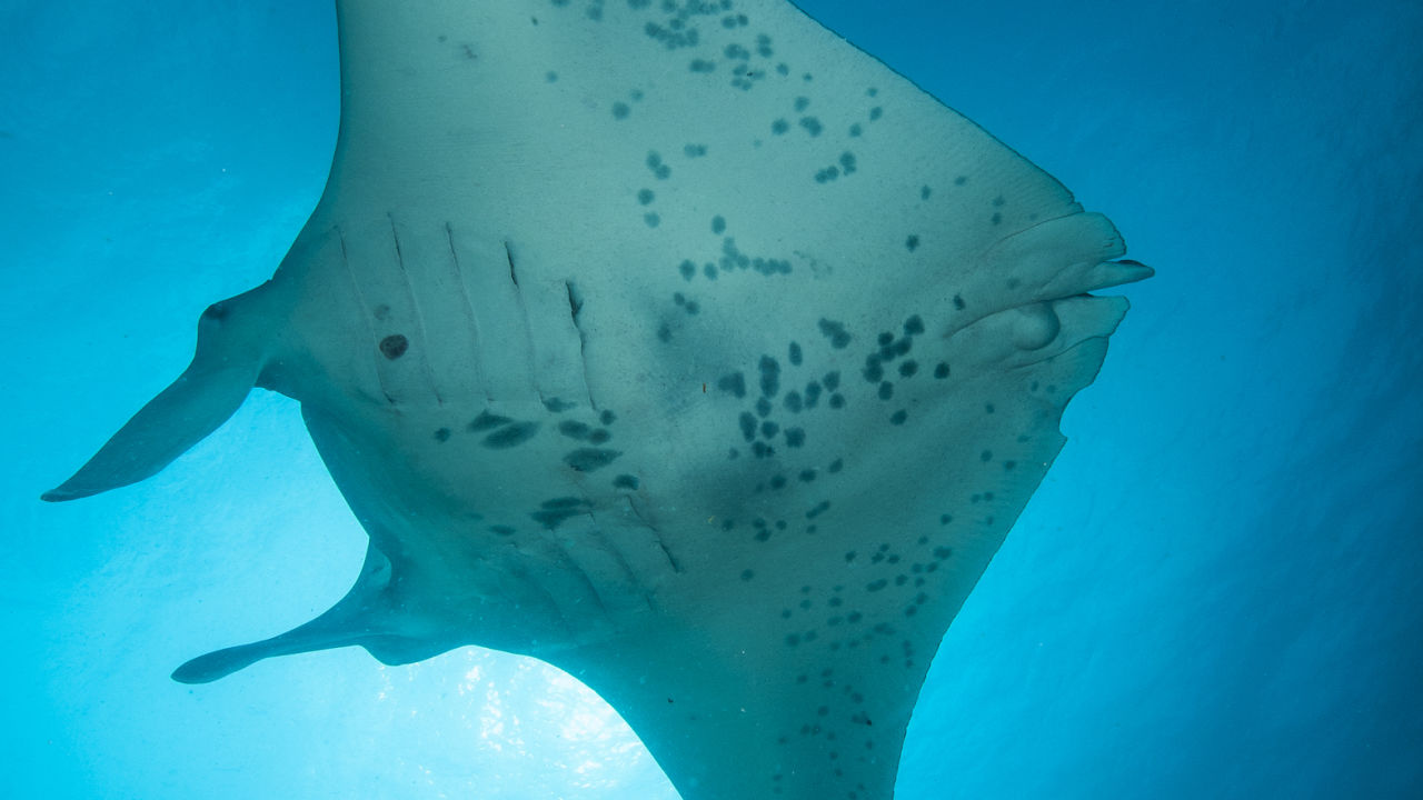 Manta Ray