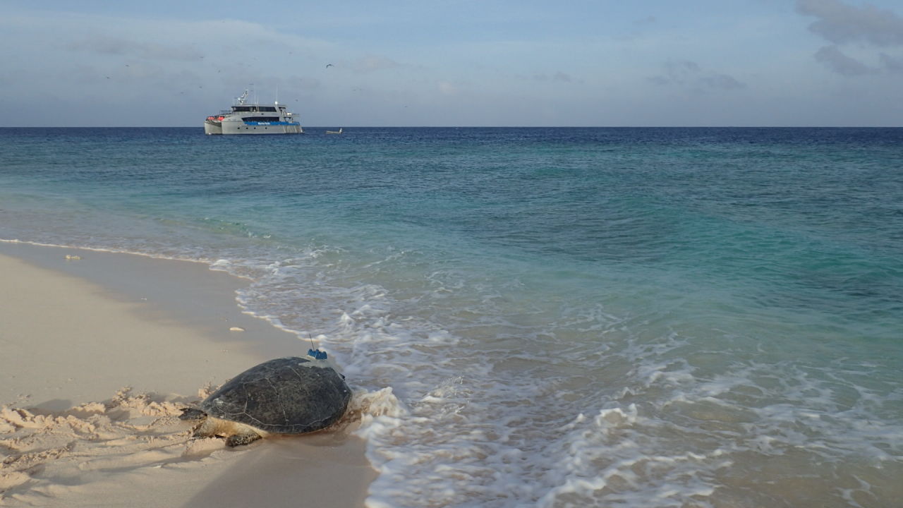 Far North Queensland and Torres Strait schools win naming rights for Raine Island turtles