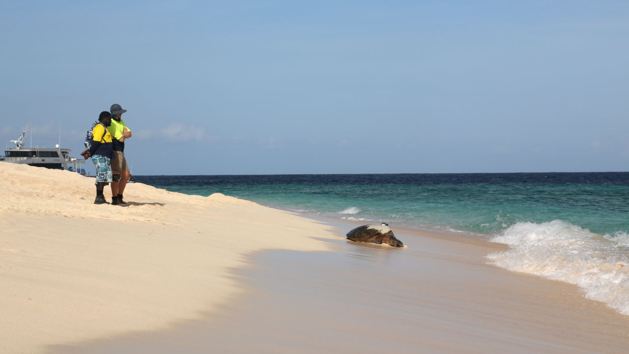 ​Trackers reveal the secret lives of Raine Island’s turtles