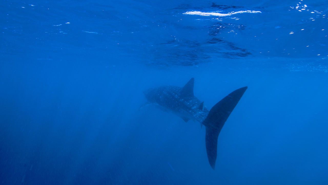 Whale Shark