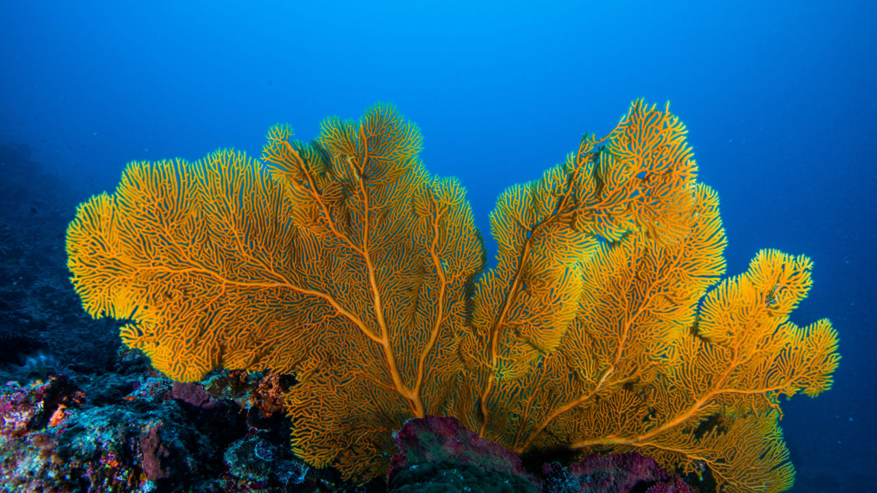 Sea fan coral