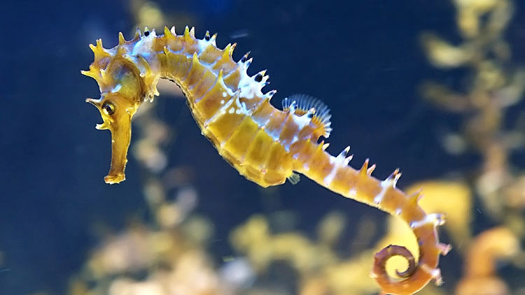 Seahorse love match