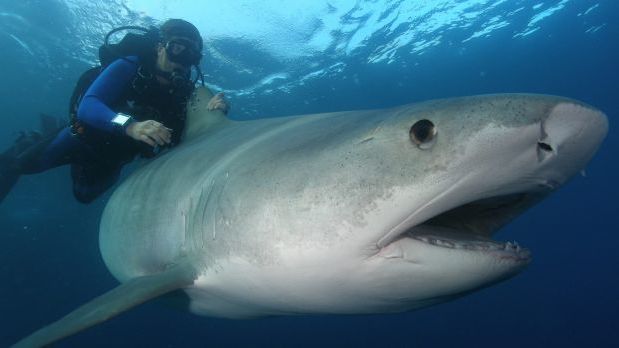 tiger sharks