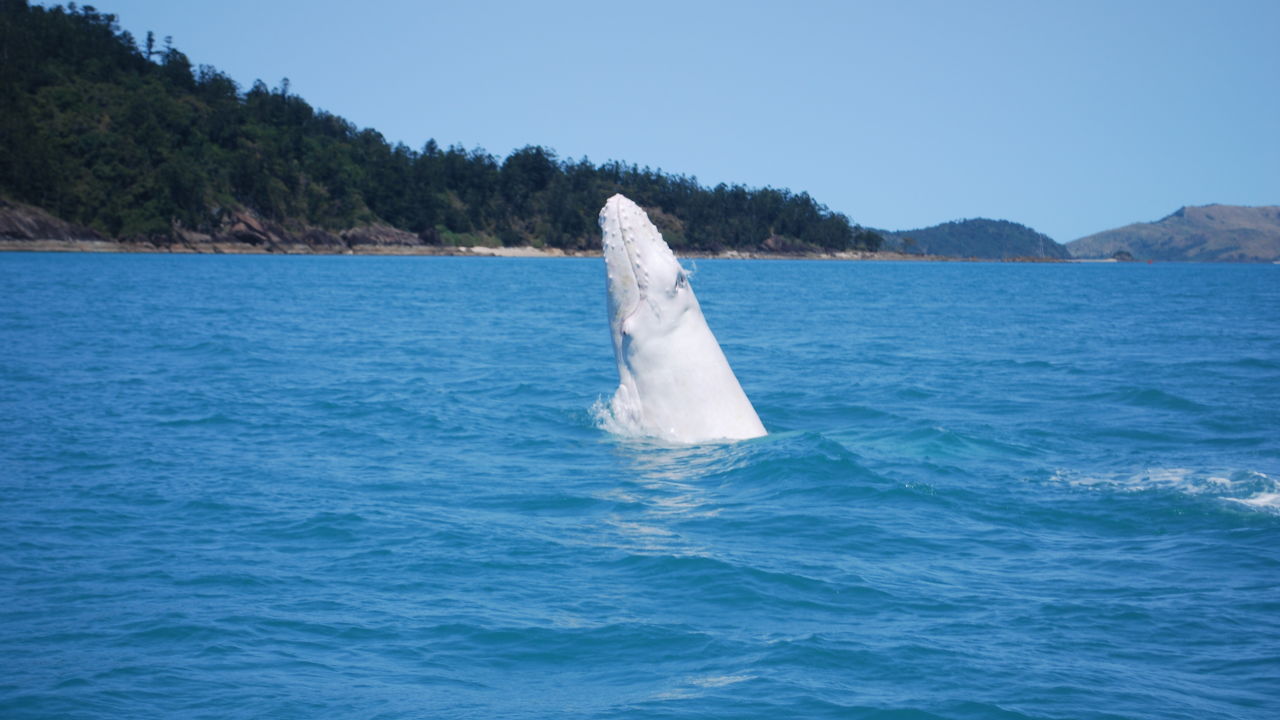 Whales are all white!