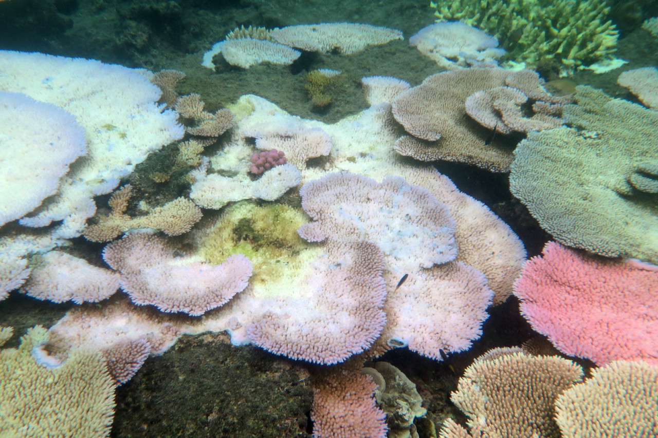 Mission Beach Reefs