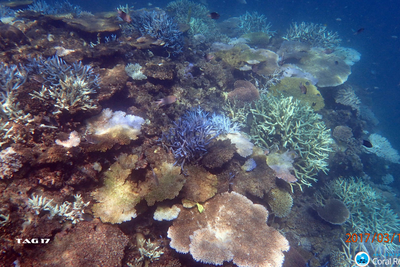 Bleached coral Beaver Reef