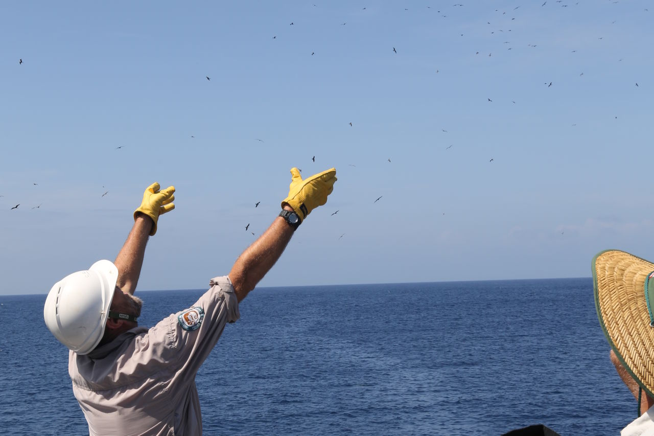 Using drones at Raine Island