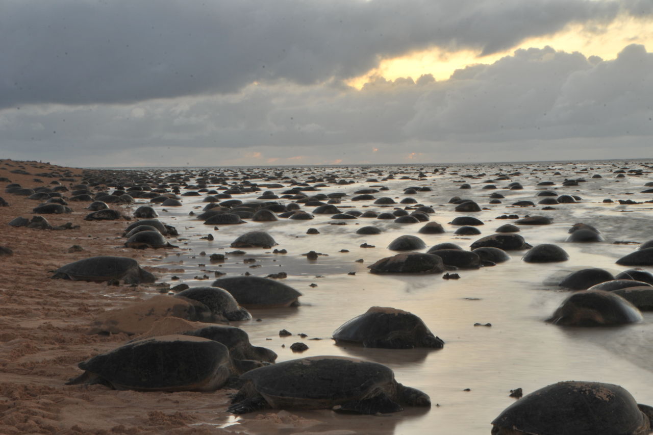 Nesting season at Raine Island