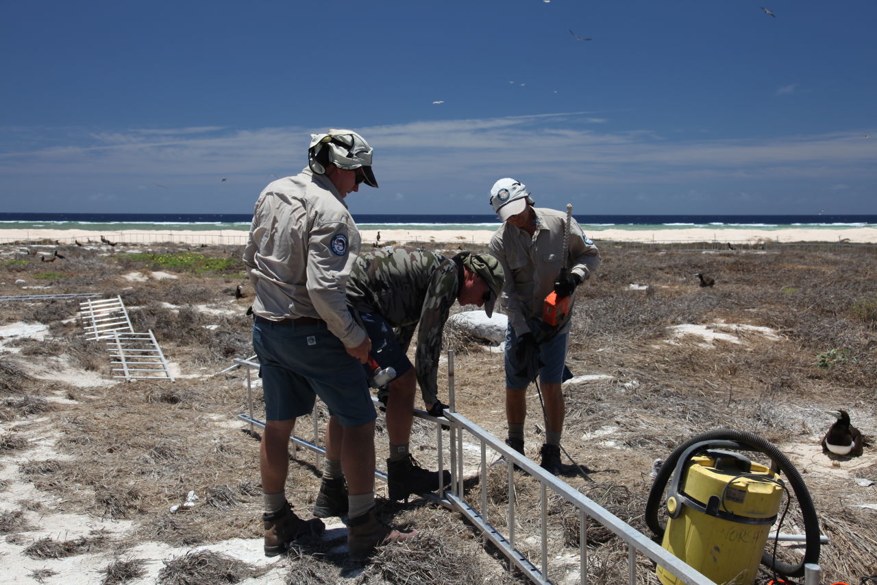 Using fencing at Raine Island