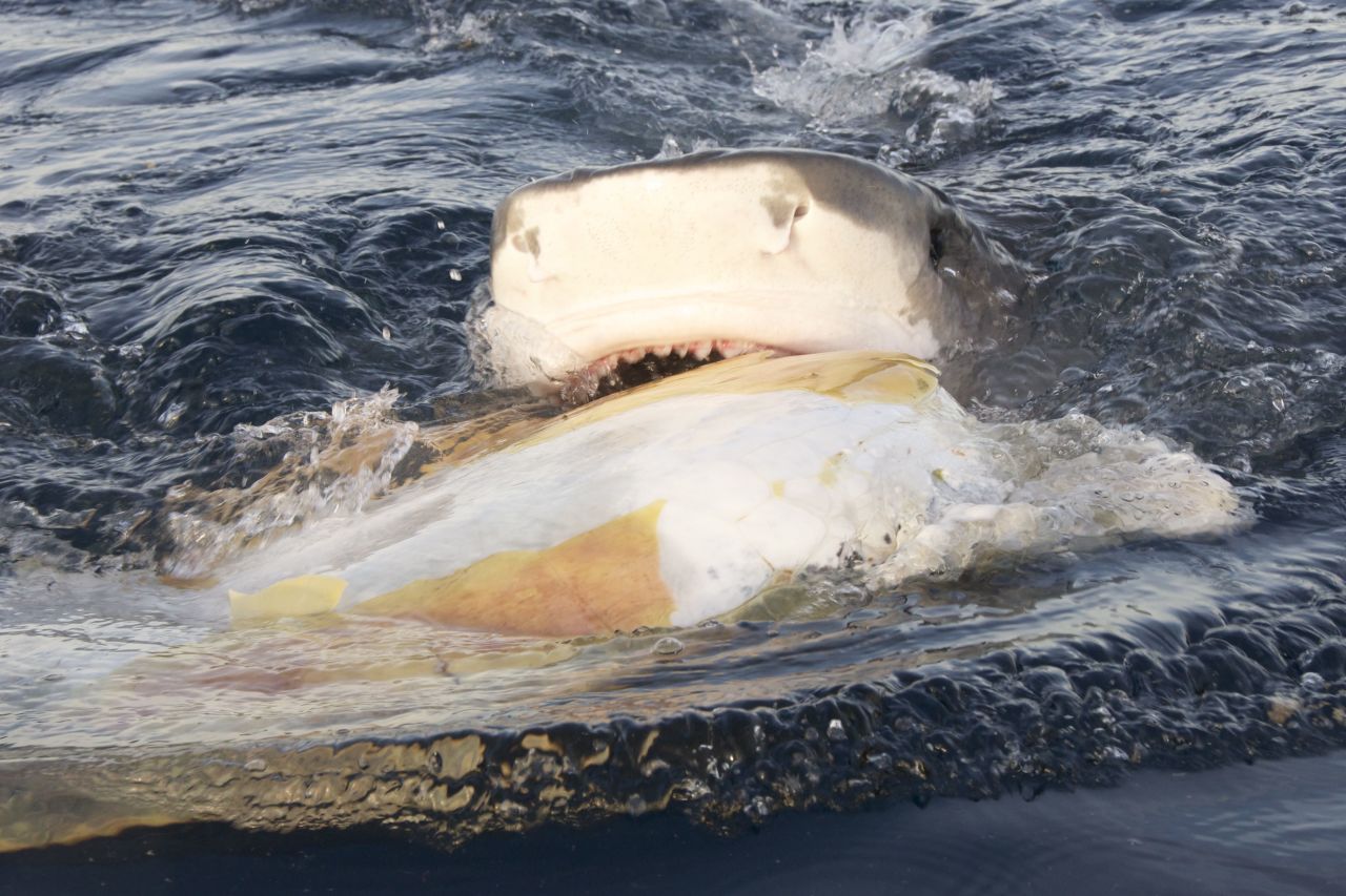 Tiger shark eating a green turtle