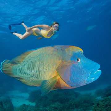 Wally the Humphead Wrasse