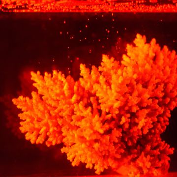 Coral spawning