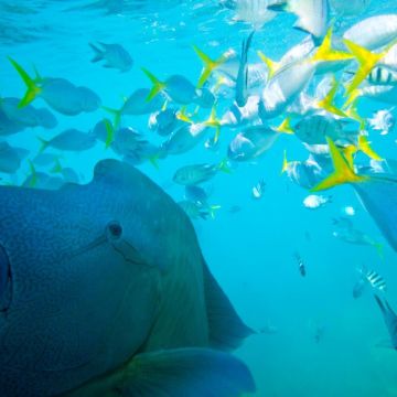 Maori Wrasse