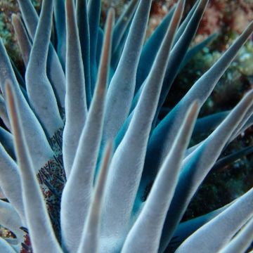 Crown-of-thorns starfish