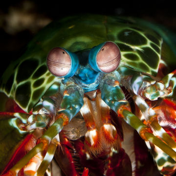 Mantis Shrimp