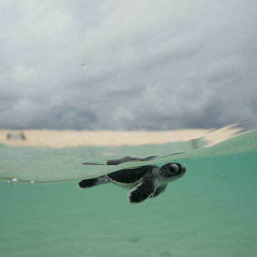 Turtle hatchling at Raine Island