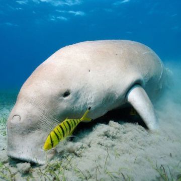 Dugong discovery