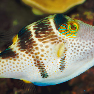 Biodiversity on the Reef