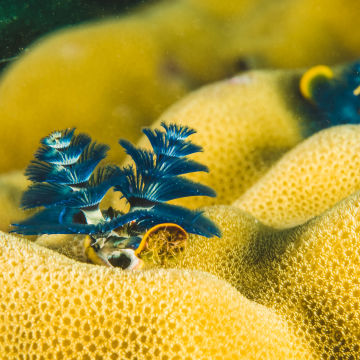 Christmas Tree Worms