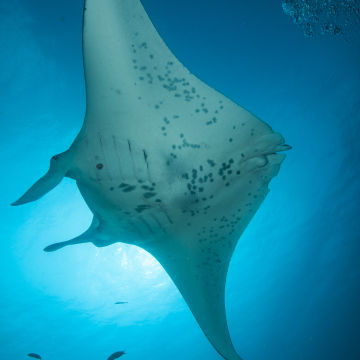 Manta Ray