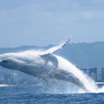 Humpback Whale