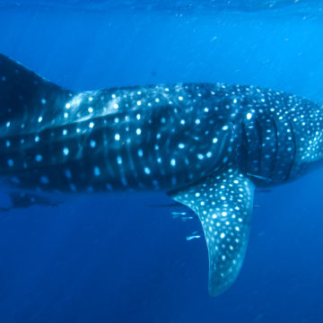 Whaleshark