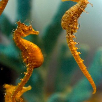 Seahorse love match