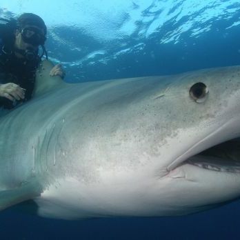 Tiger Sharks