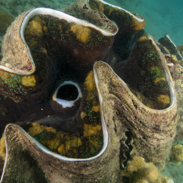 Giant Clam