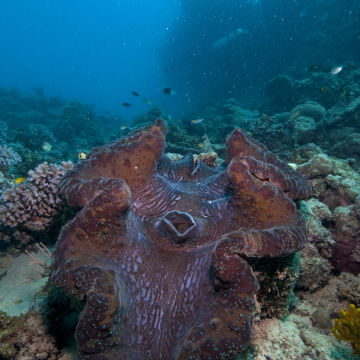 Giant Clam