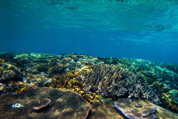 Resilient Reefs