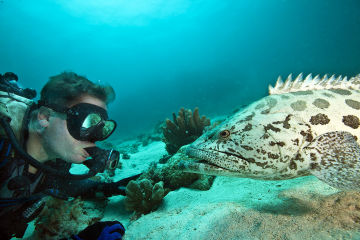 Leading UQ marine ecologist appointed Chief Scientist of Great Barrier Reef Foundation