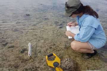 Seagrass survives summer scorcher