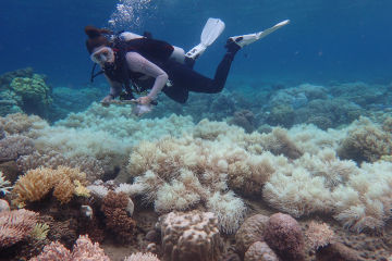 Orpheus Island 2017