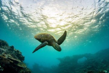 $10 million boost to create island climate refuges for Great Barrier Reef