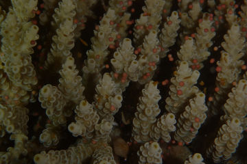 Coral spawning